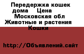 Передержка кошек дома. › Цена ­ 350 - Московская обл. Животные и растения » Кошки   
